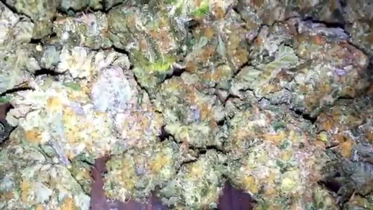 Animal Cookies