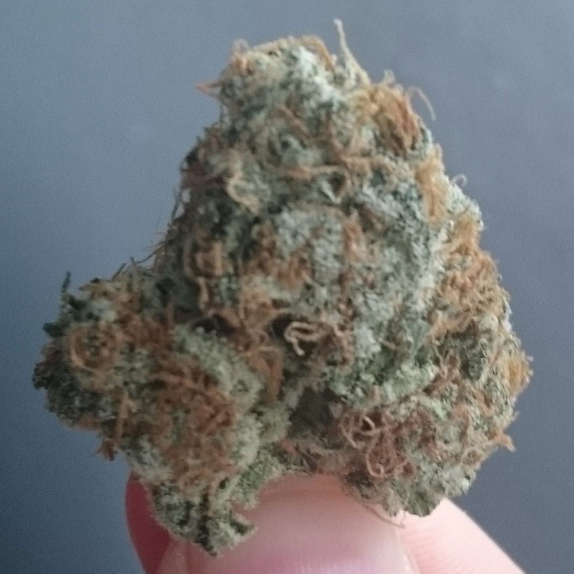 Bubblegum