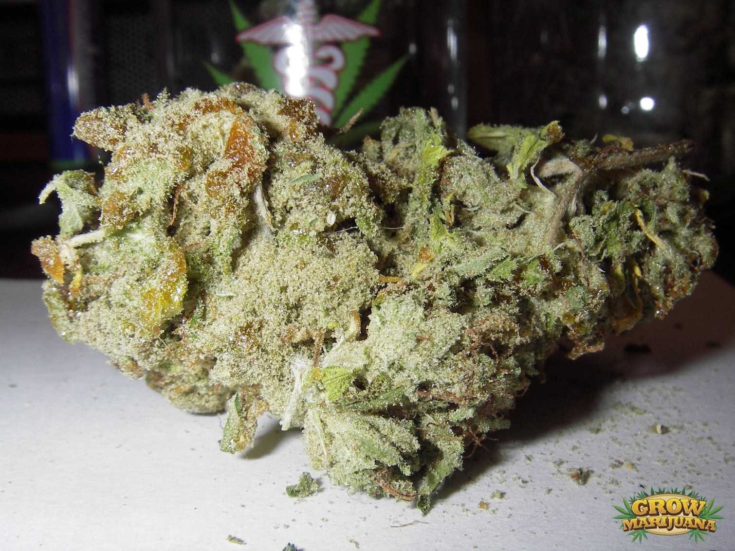 Bubblegum Seeds