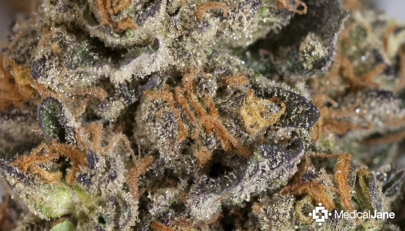 Girl Scout Cookies Marijuana Strain (review)