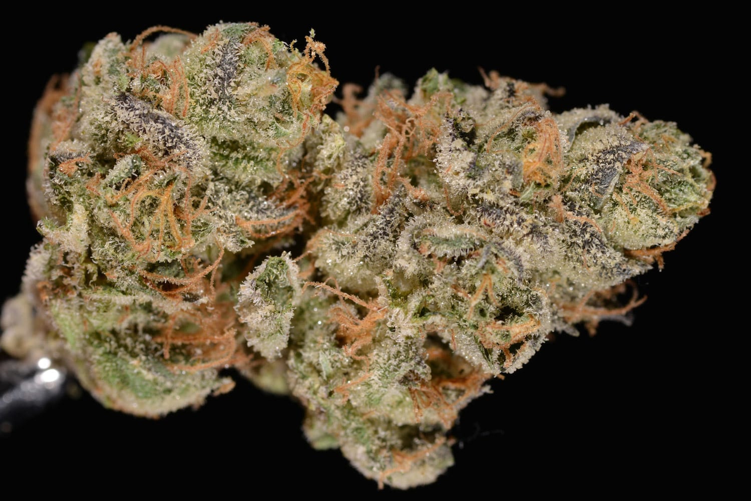 Girl Scout Cookies Strain Review