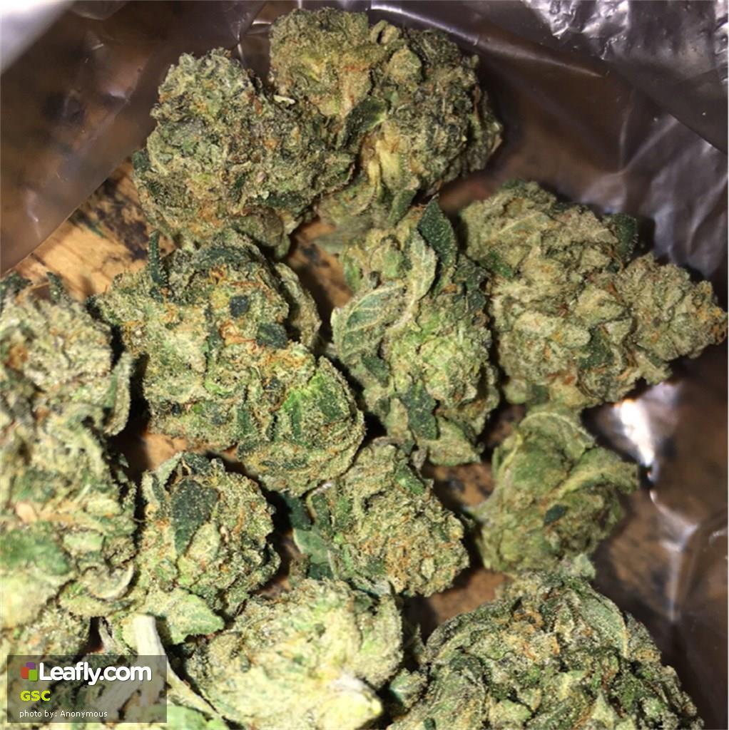 Marijuana Girl Scout Cookies Strain Review