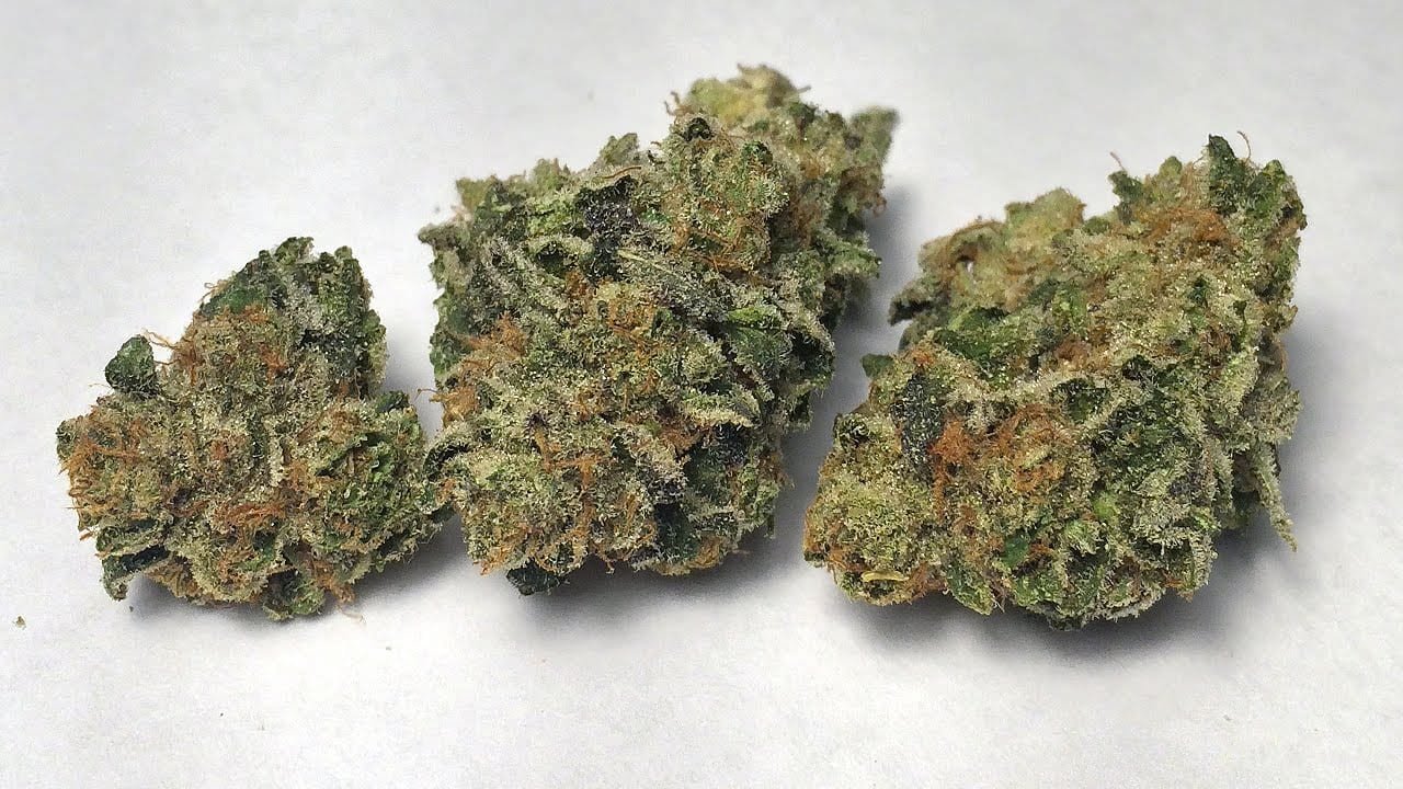 Under The Microscope  Girl Scout Cookies