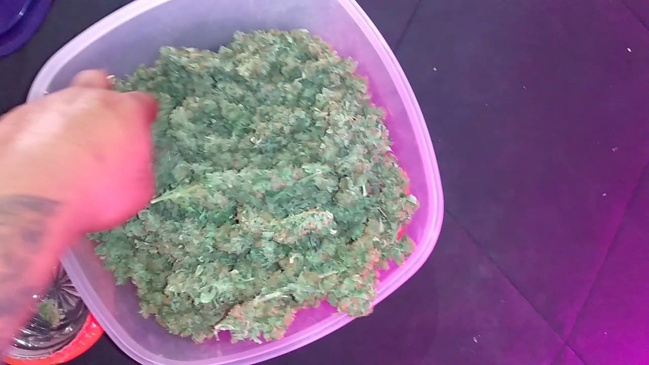 Girl Scout Cookies Harvest Weigh In Half Pound One Plant