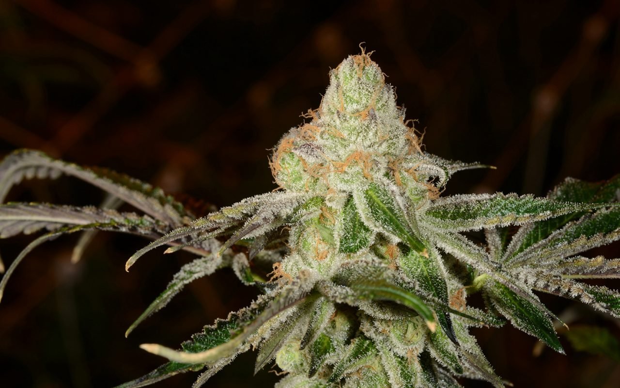 Tips For Growing Platinum Gsc (f K A Platinum Girl Scout Cookies