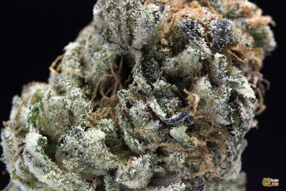 Chocolate Chip Cookie Weed Photos