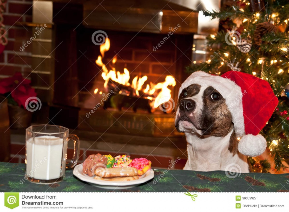 Dog Eats Santas Cookies  Stock Image  Image Of Bull, Disobedient