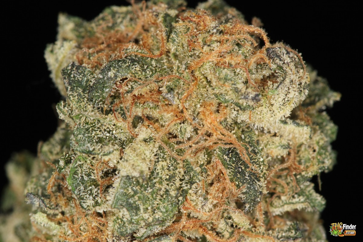 Chocolate Chip Cookie Weed Info And Pics