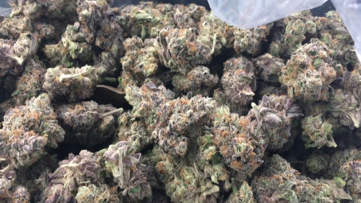 Gelato Cookies, Purple Cookies By The Plug Inc