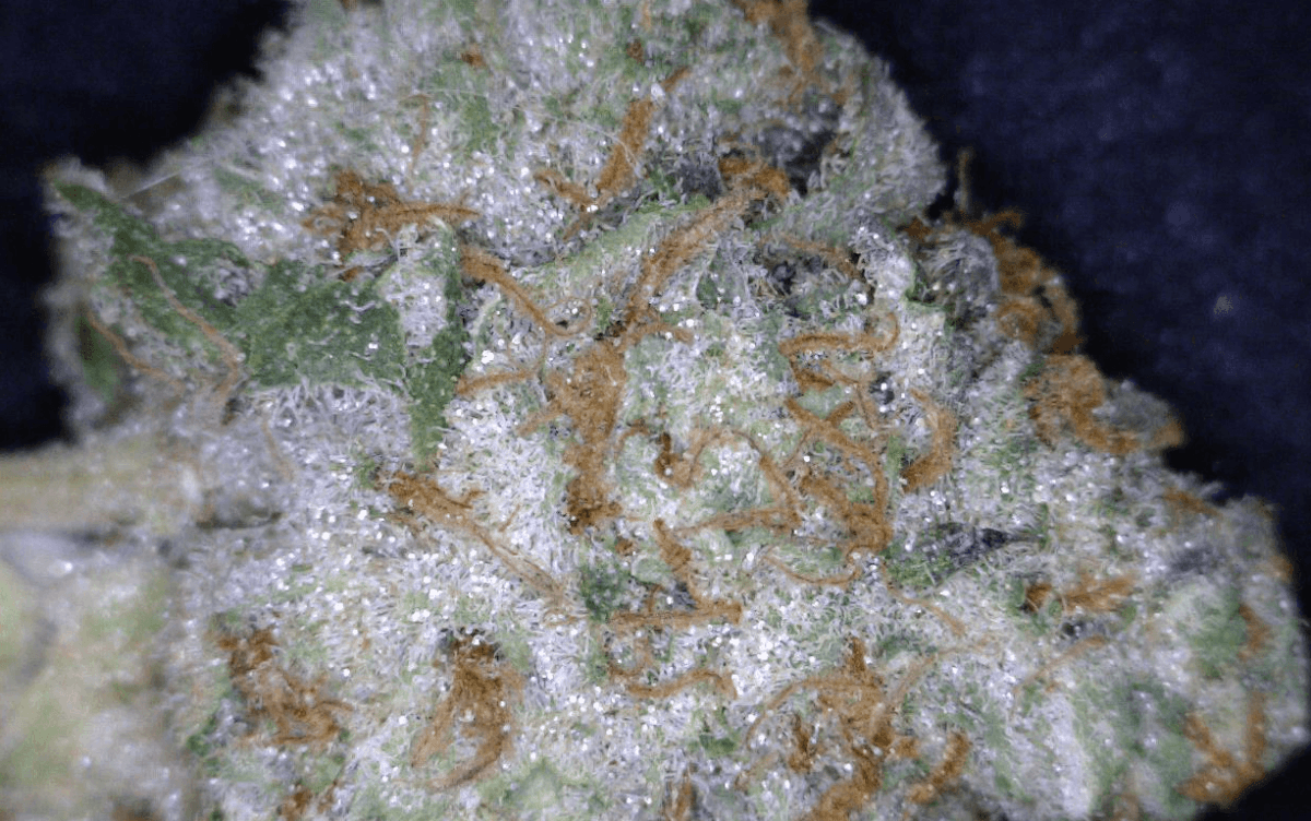 Cookies And Cream Marijuana Strain Overview