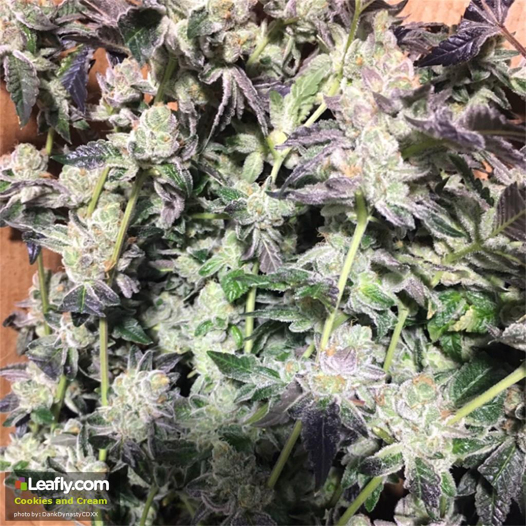 A Cookies And Cream Strain Review; An Award Winning Cookies Strain