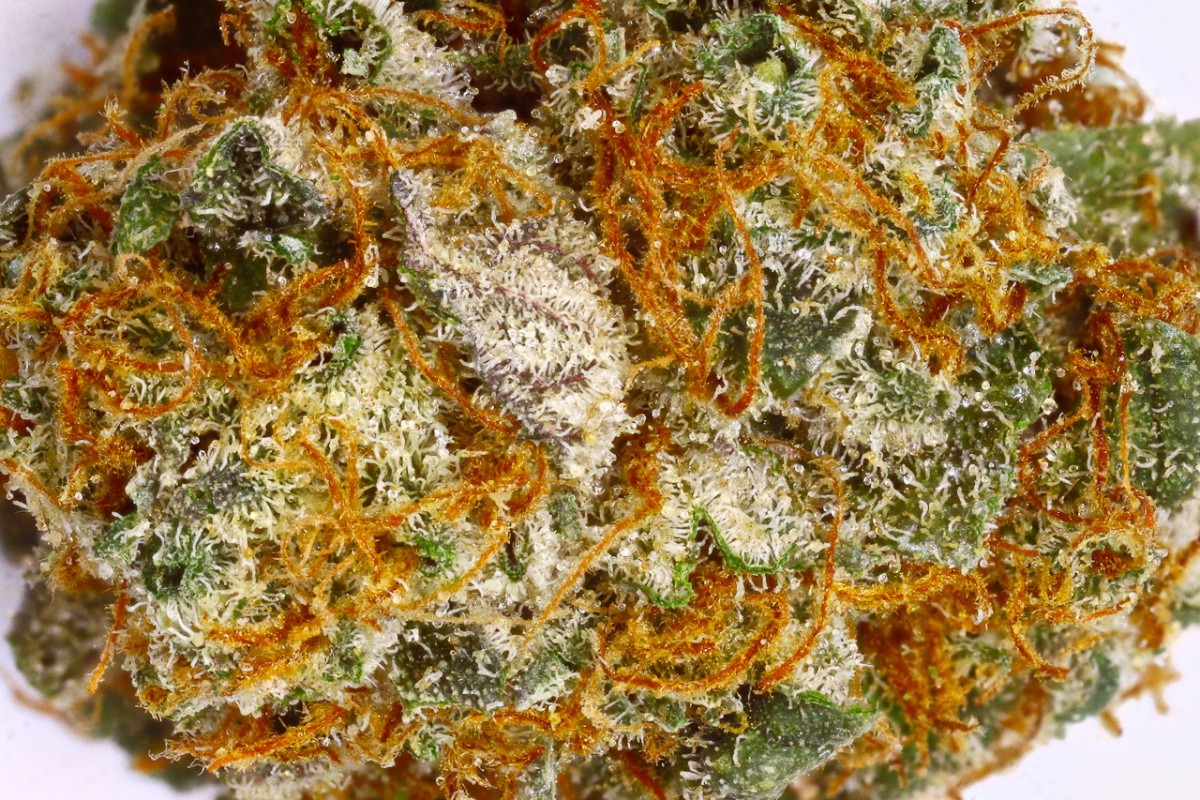 Girl Scout Cookies (og Kush X F1 Durban Poison)