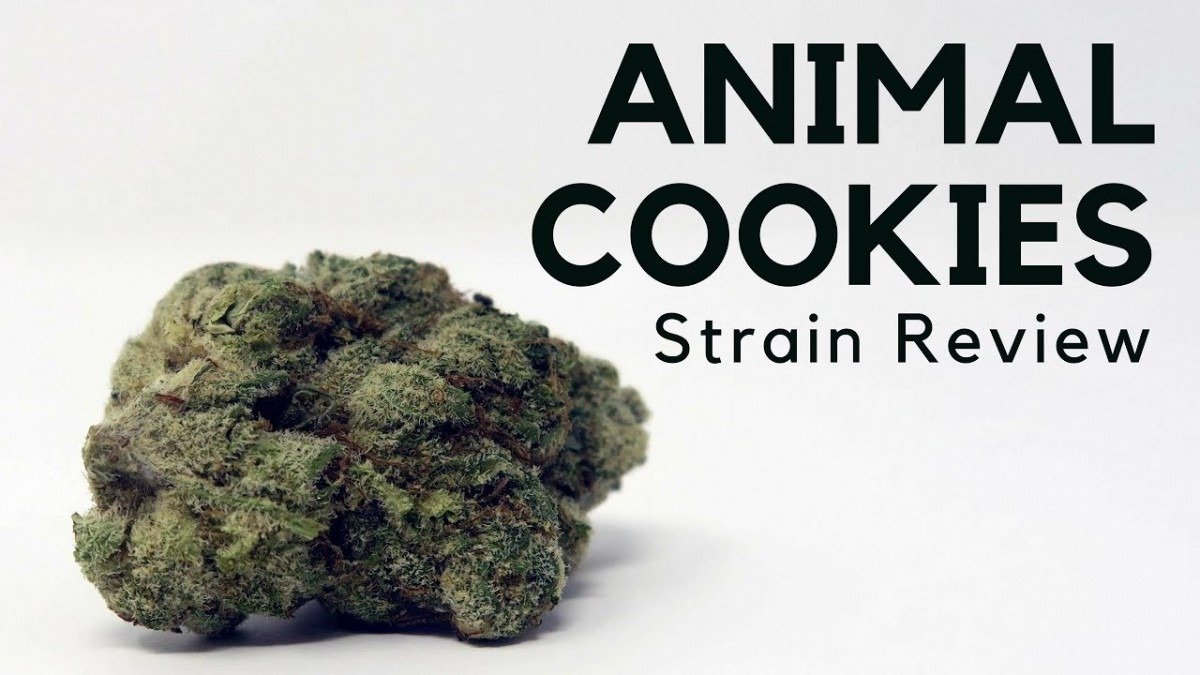 Animal Cookies Us Strain Review