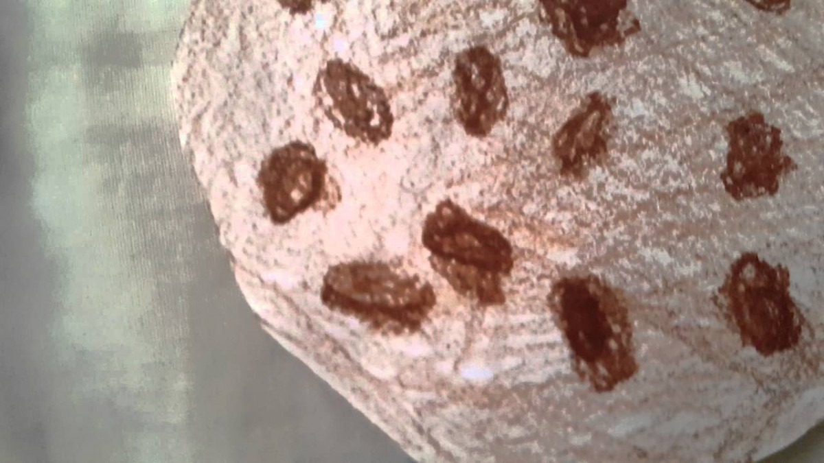 Sending Cookie Swirl C Fan Mail!!!