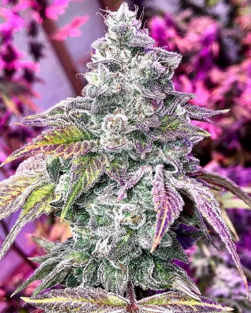 Wow  ð Garlic Cookies X Jet Fuel Gelato   Cannabis  Marijuana