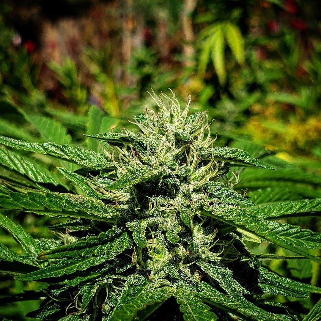 Cookie Glue