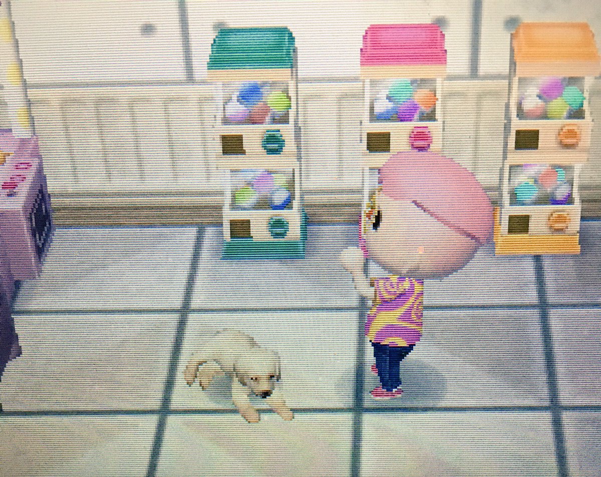Tophð¬ On Twitter   One Of The Fortune Cookie Prizes Is A Labrador