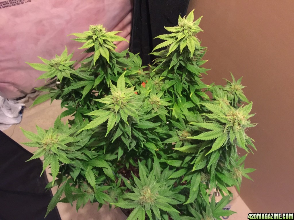 White Cookies