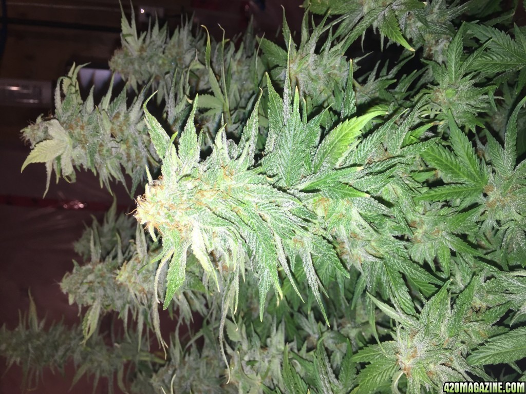 White Cookies