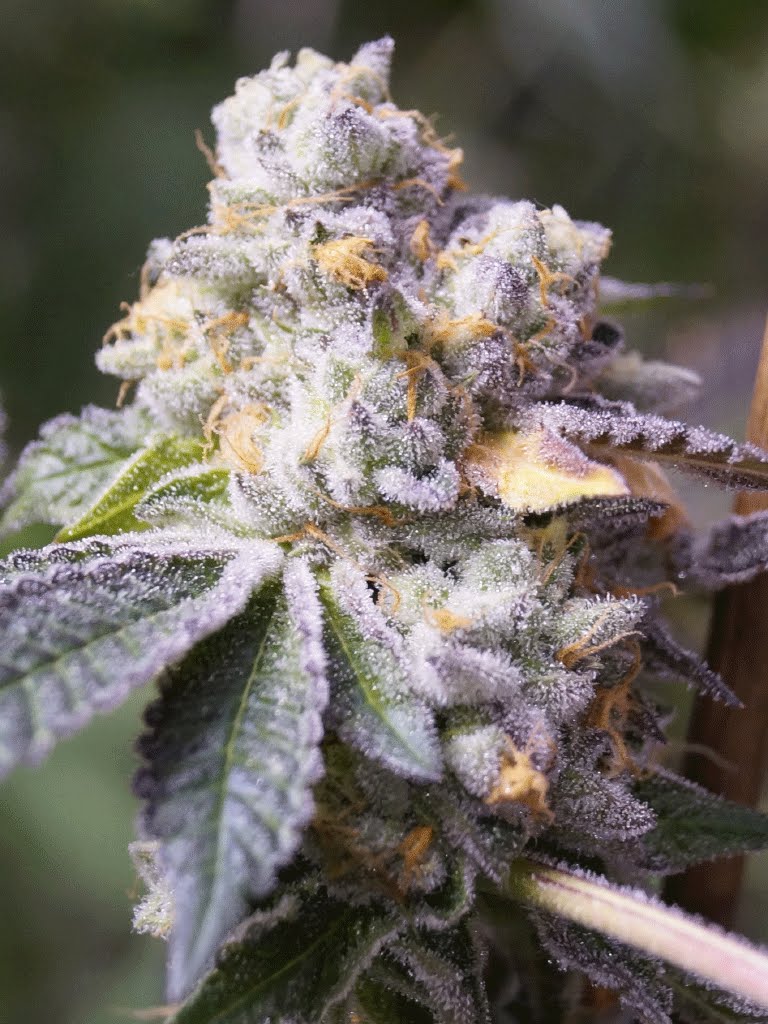 Cookie Glue (girl Scout Cookies X Gorilla Glue)