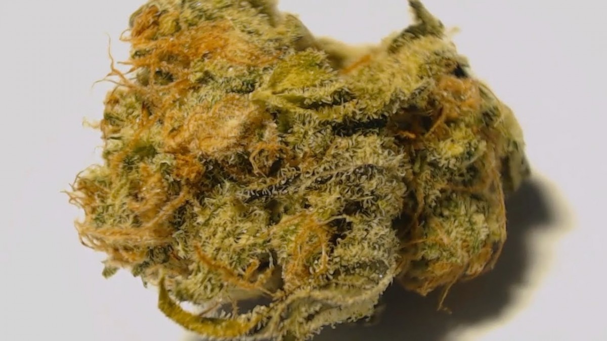 Thin Mint Girl Scout Cookies  Marijuana Strain (video)