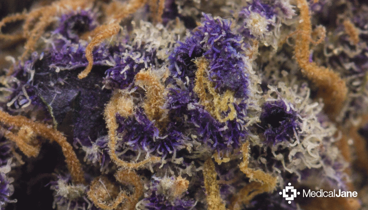 Monster Cookies Strain