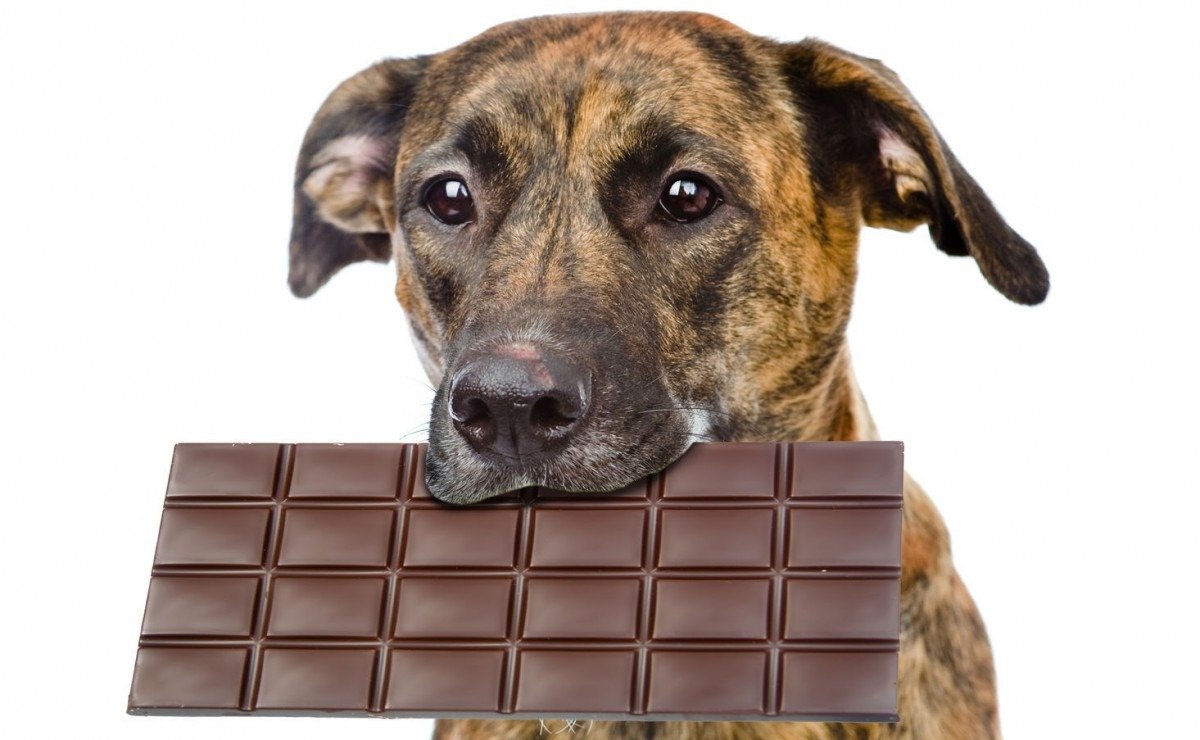 How Much Chocolate Is Toxic For Dogs  (less Than You'd Think )
