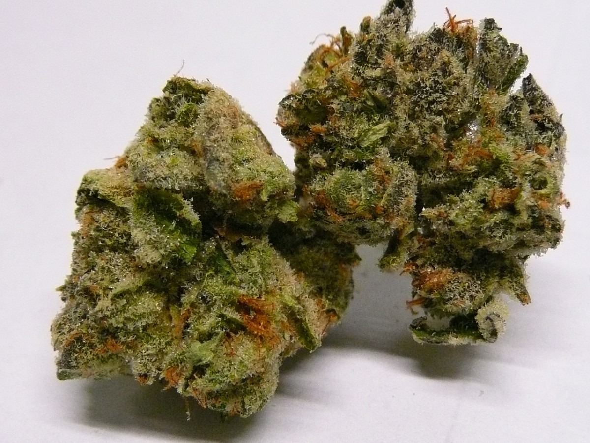 The Ultimate Cookies Kush Strain Review