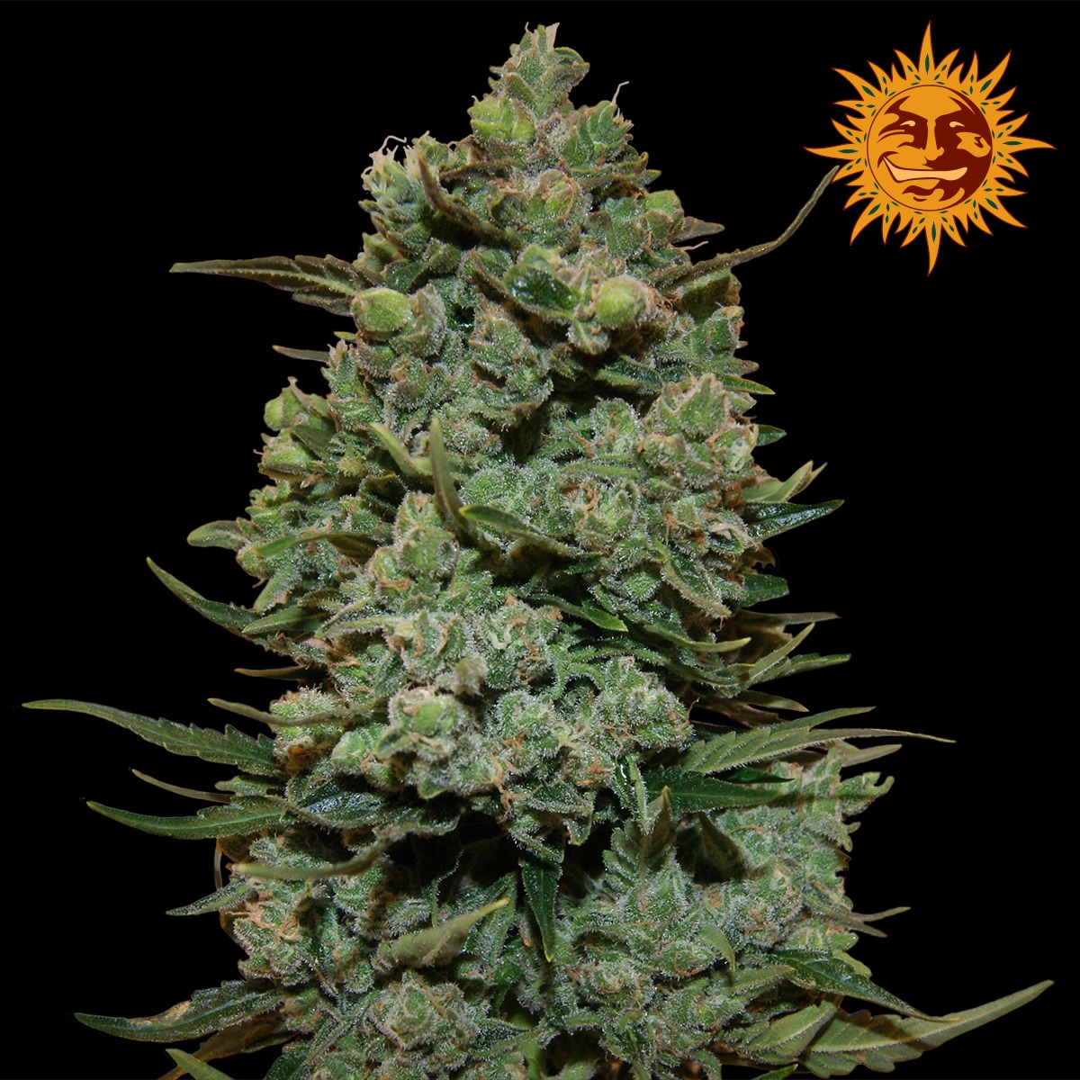 Barney's Farm Cookies Kush