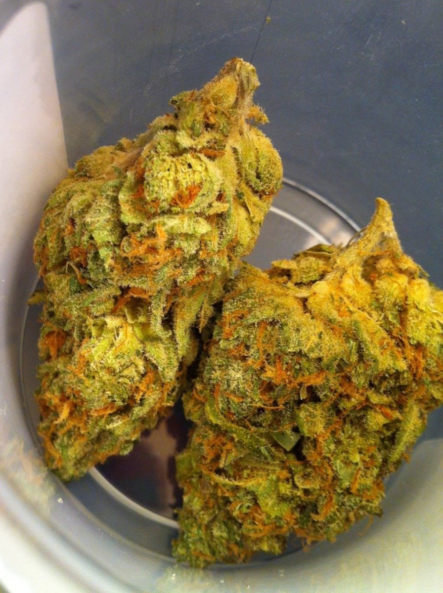 Buy Thin Mint Girl Scout Cookies Strain