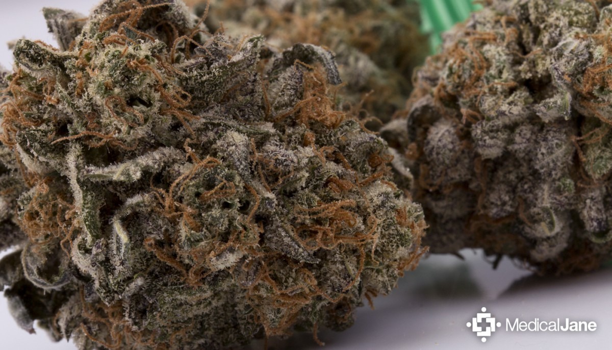 Monster Cookies Marijuana Strain (review)