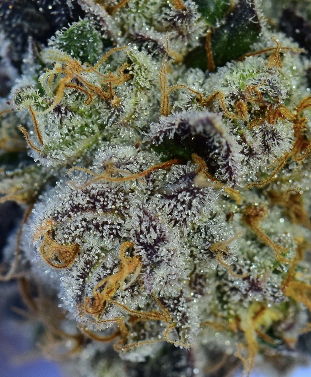 Trichome Tuesday  Platinum Huckleberry Cookies â Dope Magazine