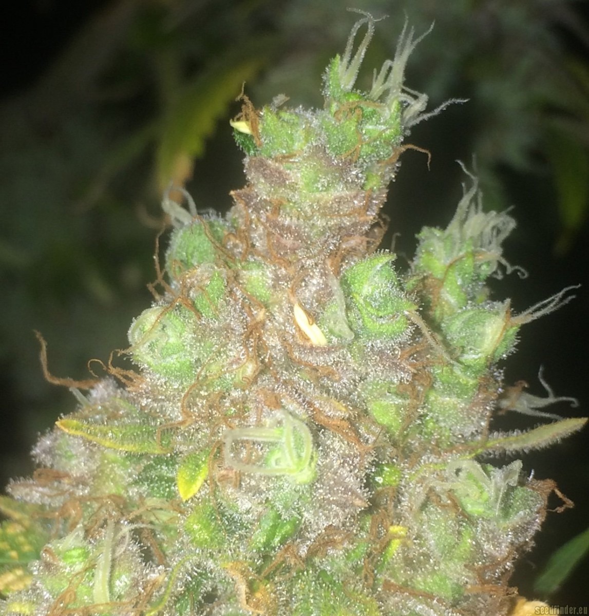 Strain