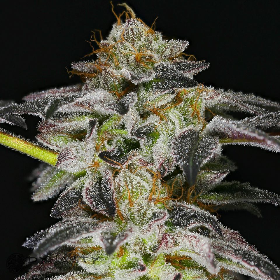 Platinum Huckleberry Cookies Update At 7 Weeks 12 12  By Dynasty
