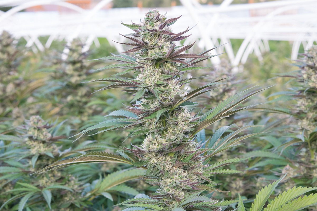 Cherry Cookies Strain By Lazy Bee Gardens â Imcannabess