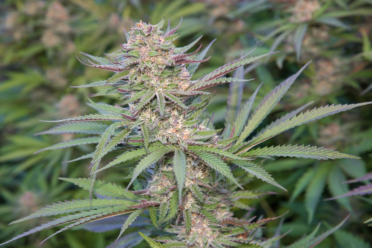 Cherry Cookies Strain By Lazy Bee Gardens â Imcannabess