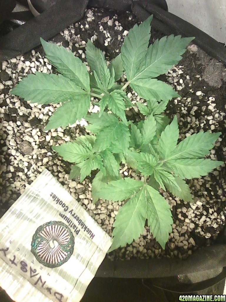 Platinum Huckleberry Cookies
